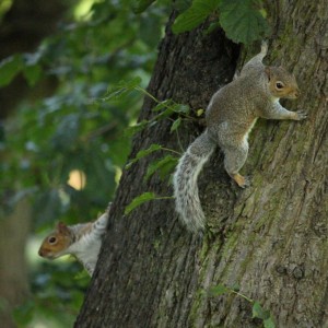 Grey Squirrels in York Museum Gardens