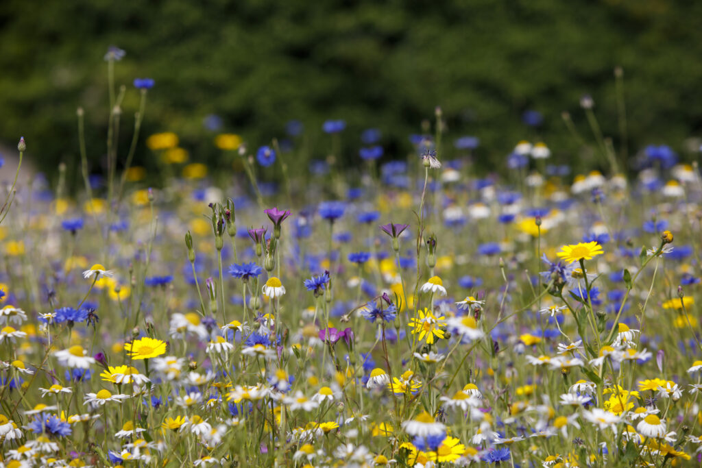 Wildflower Meadow Photo credit: Gareth Buddo