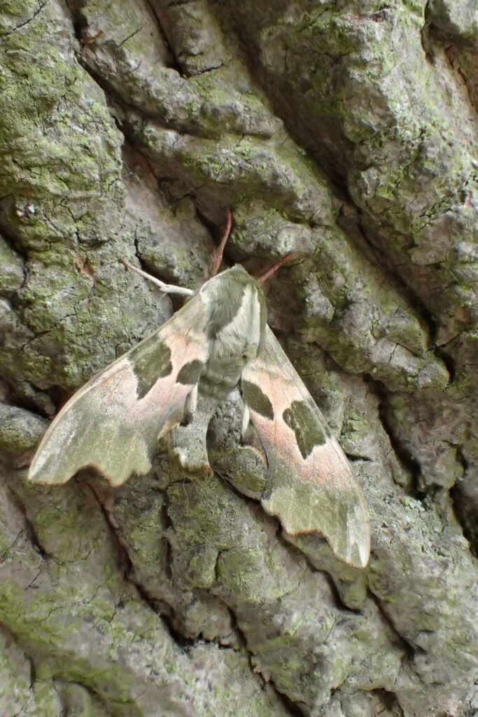 Lime hawk-moth (Mimas tiliae) spotted in the gardens.